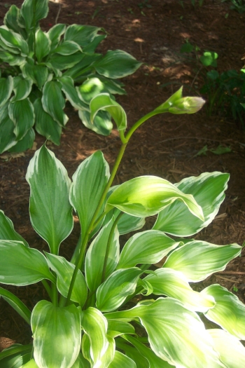 hosta with bud