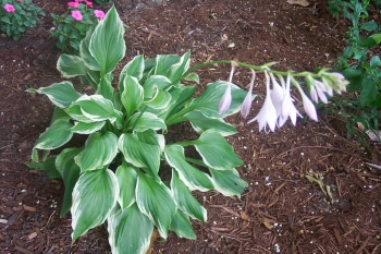 blooming hosta