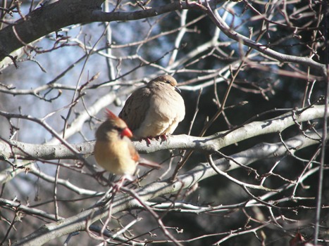 Dove and Cardinal visit our backyard