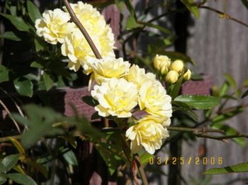 Climbing Rose