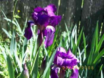 Purple Louisiana Iris