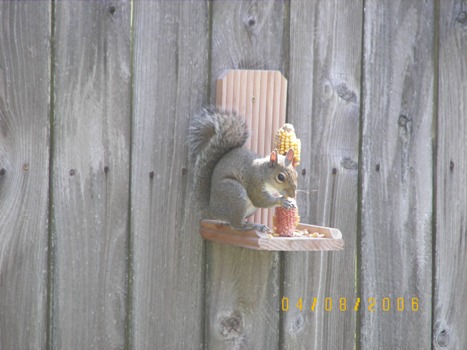 Squirrel eating corn