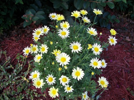 Butterfly Daisy Bush up front