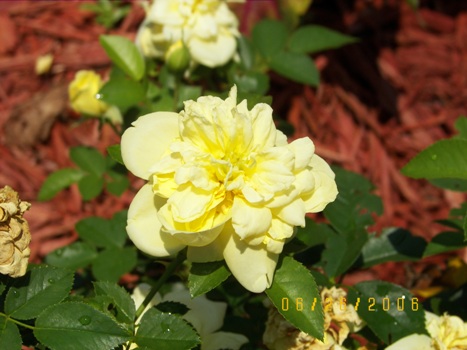 Yellow Carpet Roses