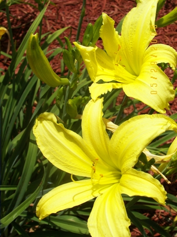 Yellow Daylillies