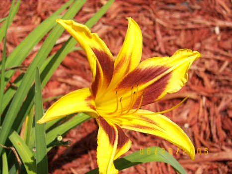 Orange Daylillies