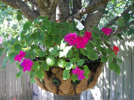 Impatiens in a Hanging Basket