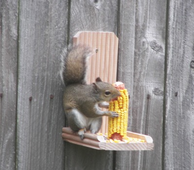 Squirrel eating corn from the feeder