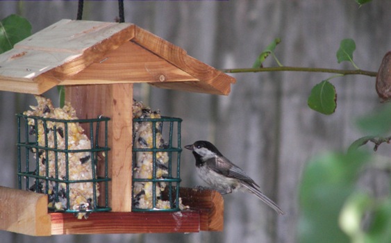 Chickadee eating at the suet feeder