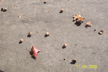 Acorns on the sidewalk