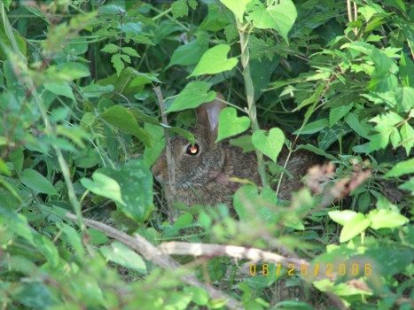 Bunny in the Backyard