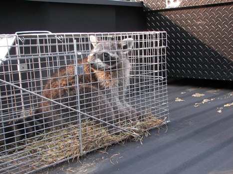 Coon #2 in the back of the truck