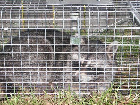 Third Coon We've Caught