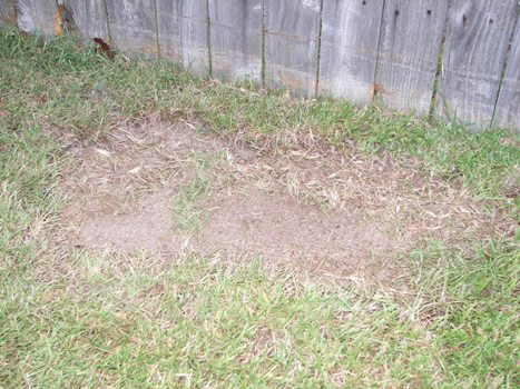 Digging up the grass underneath the cage