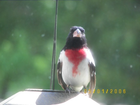Rose Breasted Grosbeak