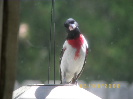 Grosbeak