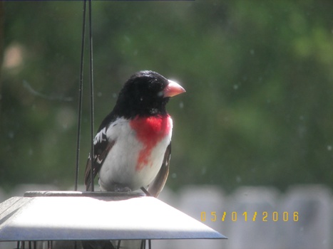 Grosbeak at my bird feeder