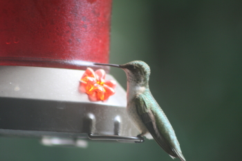 Hummingbird