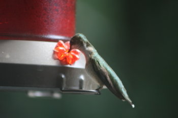 Hummingbird