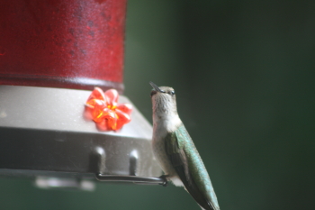 Hummingbird