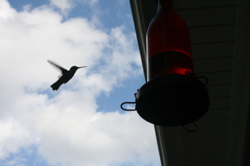 Hummingbird