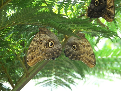 Owl Butterflies