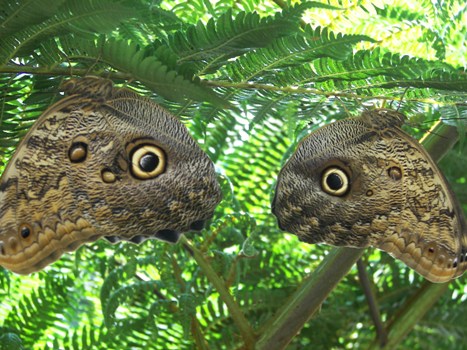 Owl Butterflies