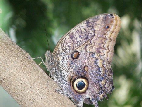 Owl Butterfly in a tree