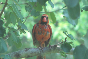 Red Cardinal with a Lot of Black on him!