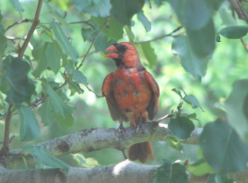 Red Cardinal with a Lot of Black on him!