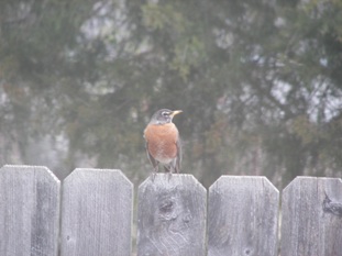 Robin on the fence