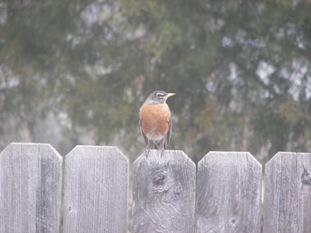 Robin on the fence