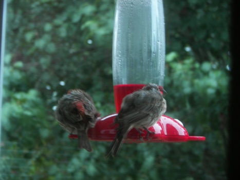 Two Sparrows huddled up