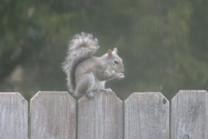 Squirrel on the Fence