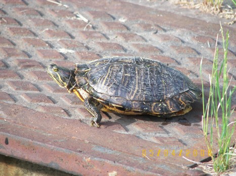 Snapping Turtle