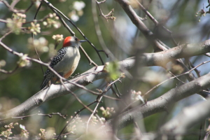 Red-Bellied Woodpecker in our tree