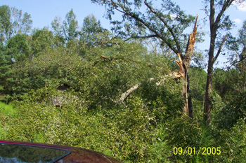 Barn with Tree down in front of it