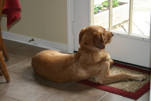 Beau at the Back Door