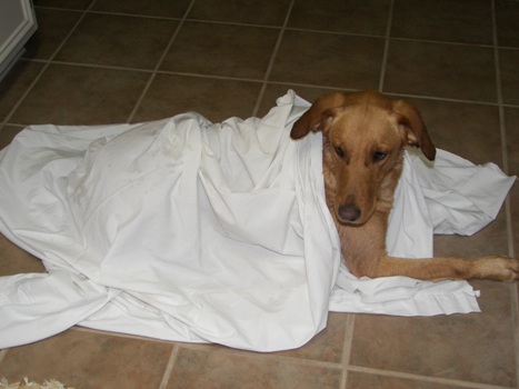 Beau wrapped up in a sheet, after his bath