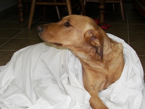 Beau wrapped up in a sheet, after his bath