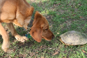 Beau and the Turtle