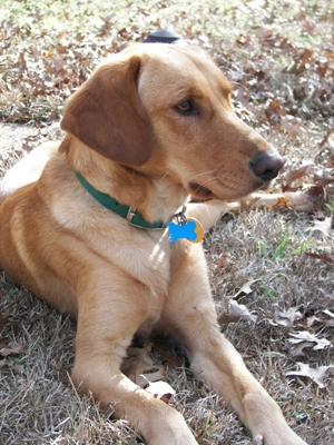 Beau out front, January 2007