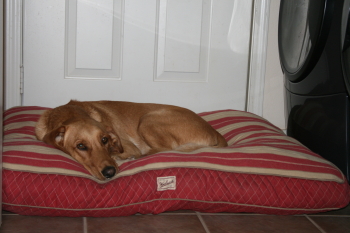 Beau hanging out in the laundry room