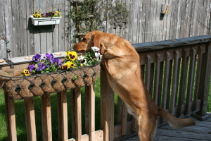 Eating bread from the deck railing