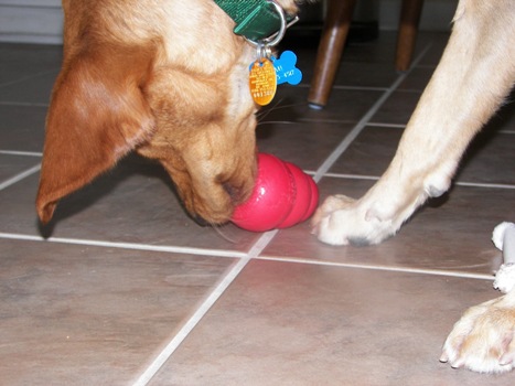 Beau checking out his new Kong toy