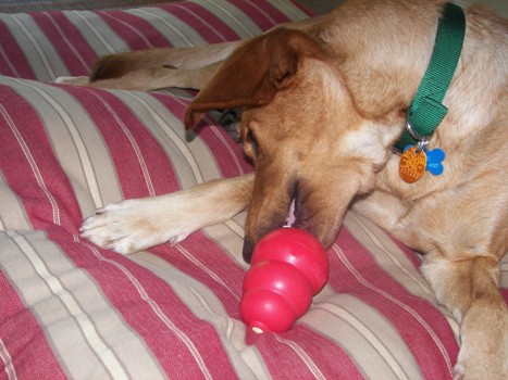 Beau with his new Kong toy