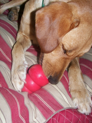 Beau with his new Kong toy