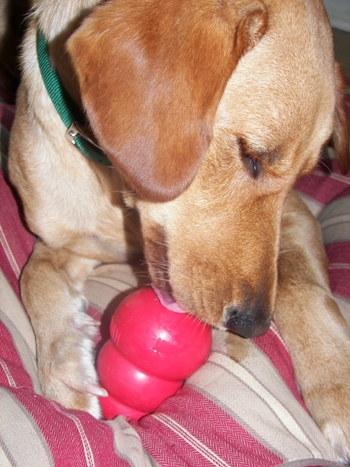 Beau with his new Kong toy