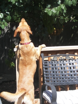 Beau, hunting lizards