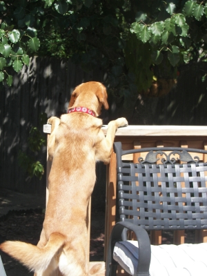 Beau, hunting lizards